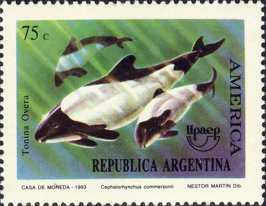 Cephalorhynchus commersonii Cephalorhynchus commersonii