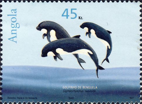 Cephalorhynchus heavisidii Cephalorhynchus heavisidii