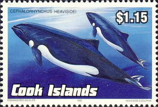 Cephalorhynchus heavisidii Cephalorhynchus heavisidii