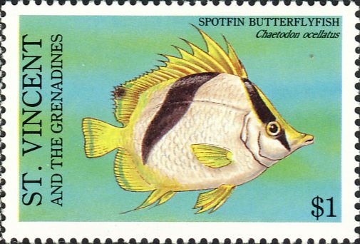 Chaetodon ocellatus Chaetodon ocellatus
