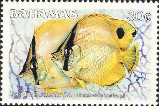 Chaetodon ocellatus Chaetodon ocellatus