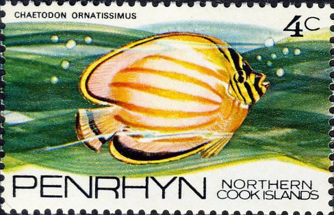Chaetodon ornatissimus Chaetodon ornatissimus