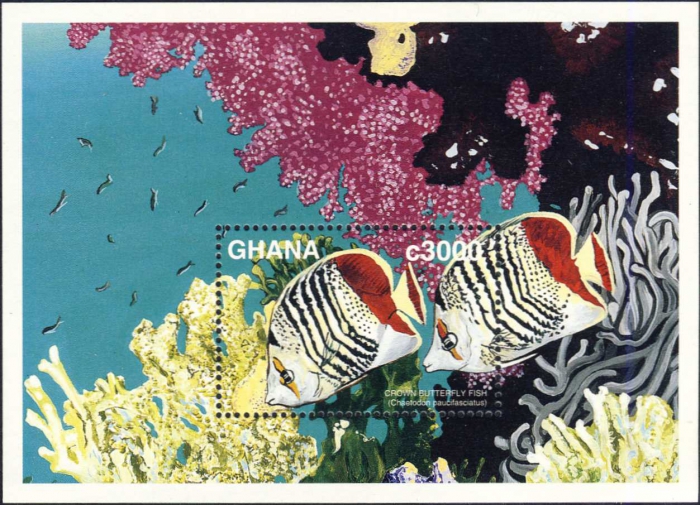 Chaetodon paucifasciatus Chaetodon paucifasciatus