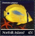 Chaetodon plebeius