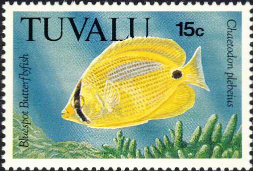 Chaetodon plebeius Chaetodon plebeius