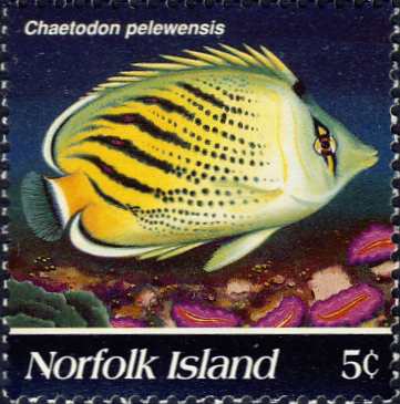 Chaetodon pelewensis