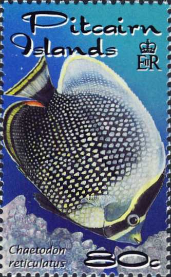 Chaetodon reticulatus Chaetodon reticulatus