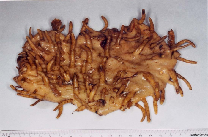 Polymastia sp. Polymastia sp.