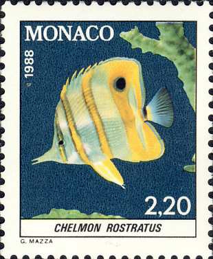 Chelmon rostratus Chelmon rostratus