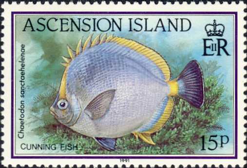 Chaetodon sanctaehelenae Chaetodon sanctaehelenae