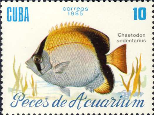 Chaetodon sedentarius Chaetodon sedentarius