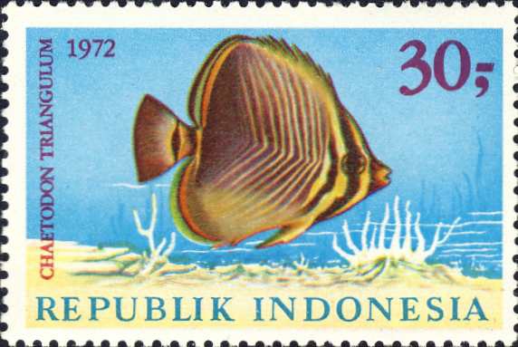 Chaetodon triangulum Chaetodon triangulum