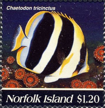 Chaetodon tricinctus Chaetodon tricinctus