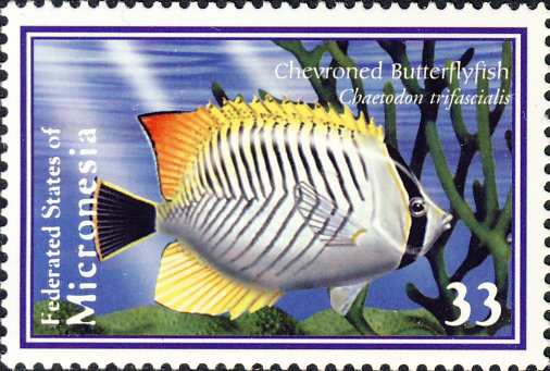 Chaetodon trifascialis Chaetodon trifascialis