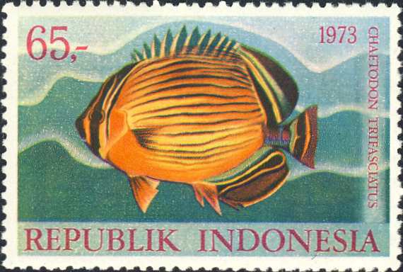 Chaetodon trifasciatus Chaetodon trifasciatus