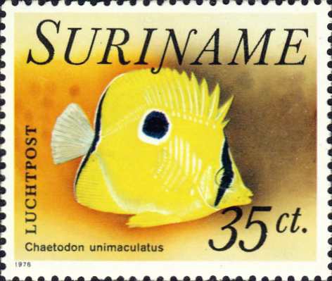 Chaetodon unimaculatus