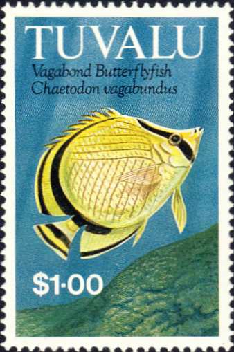 Chaetodon vagabundus Chaetodon vagabundus