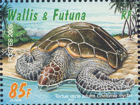 Chelonia mydas Chelonia mydas