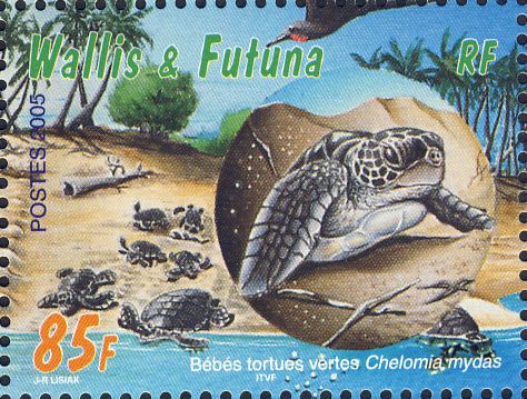 Chelonia mydas Chelonia mydas