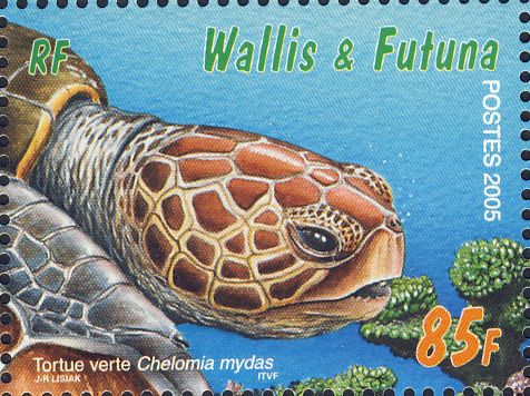 Chelonia mydas Chelonia mydas