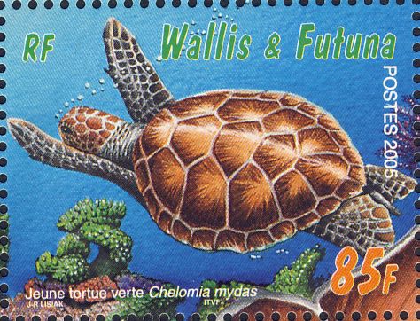 Chelonia mydas Chelonia mydas