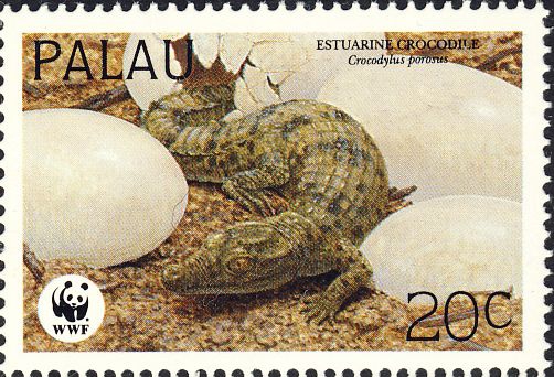 Crocodylus porosus Crocodylus porosus
