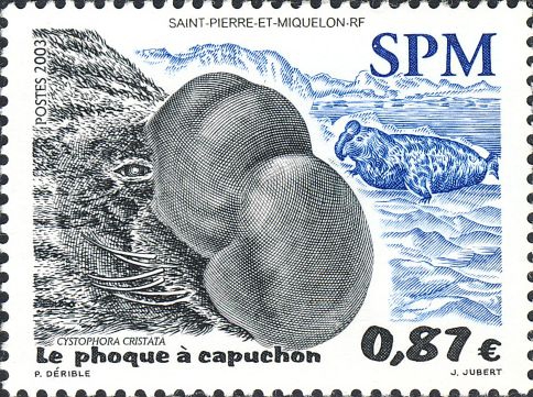 Cystophora cristata Cystophora cristata