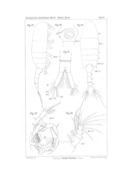 Pseudodiaptomus salinus Giesbrecht 1896