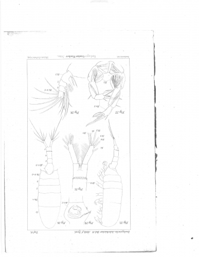 Pseudodiaptomus salinus 