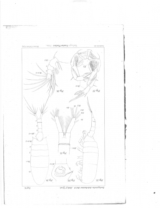 Pseudodiaptomus salinus 