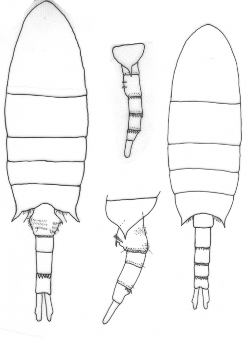 Pseudodiaptomus salinus body