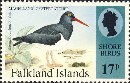 Haematopus leucopodus Haematopus leucopodus