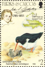 Haematopus ostralegus