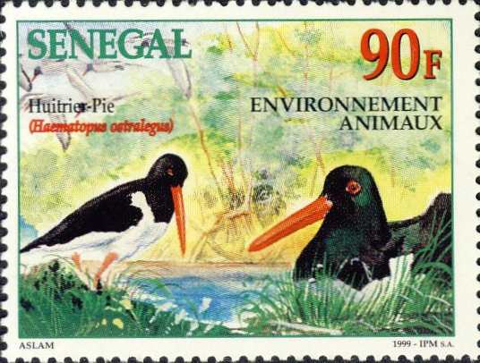 Haematopus ostralegus