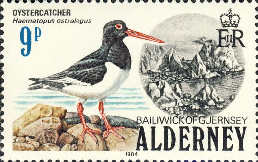 Haematopus ostralegus