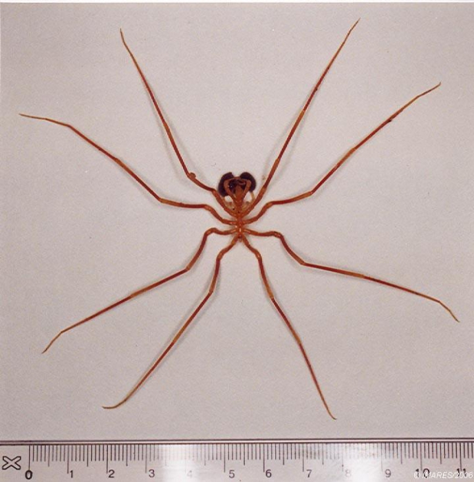 Nymphon gracile Leach, 1814 Nymphon gracile Leach, 1814
