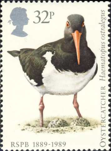 Haematopus ostralegus Haematopus ostralegus