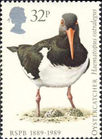 Haematopus ostralegus