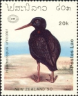 Haematopus unicolor