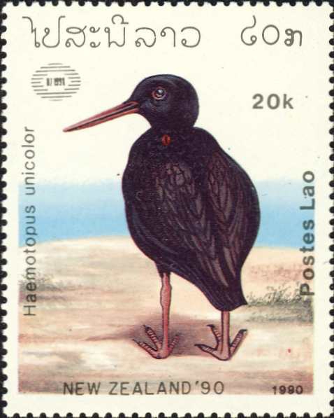 Haematopus unicolor Haematopus unicolor