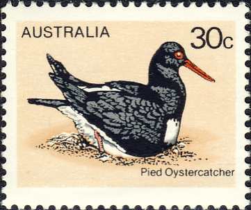 Haematopus longirostris Haematopus longirostris