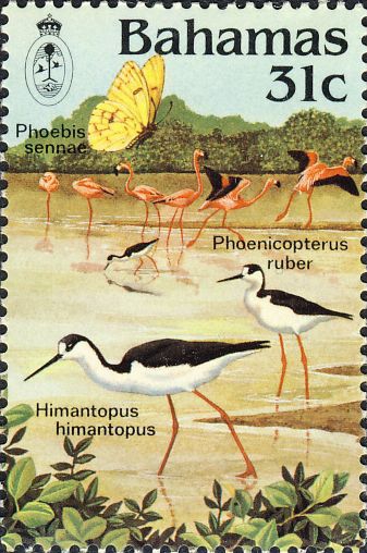 Himantopus himantopus & Phoenicopterus ruber Himantopus himantopus & Phoenicopterus ruber