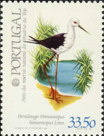 Himantopus himantopus Himantopus himantopus