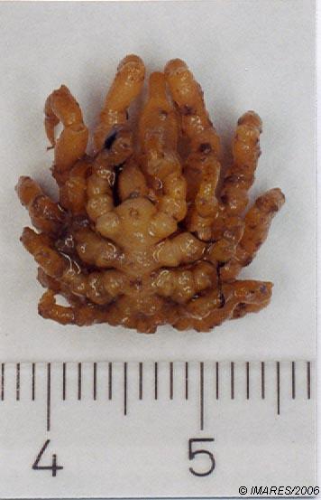 Pycnogonum litorale (Strom, 1762), dorsal Pycnogonum litorale (Strom, 1762), dorsal