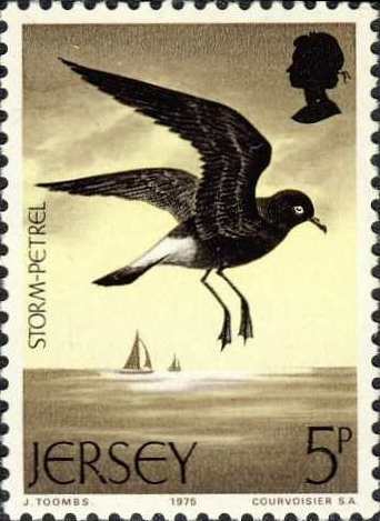 Hydrobates pelagicus Hydrobates pelagicus