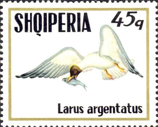 Larus ridibundus Larus ridibundus