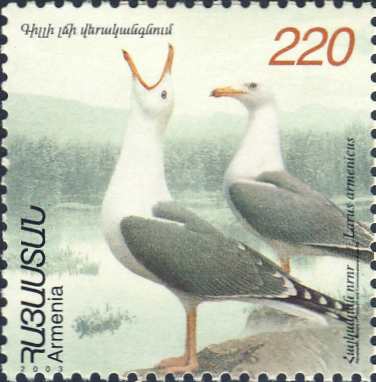 Larus armenicus Larus armenicus