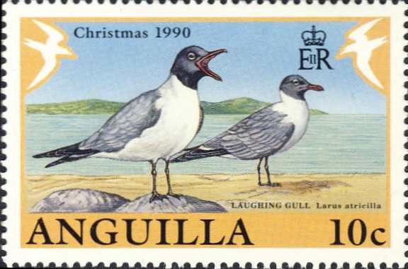 Larus atricilla Larus atricilla