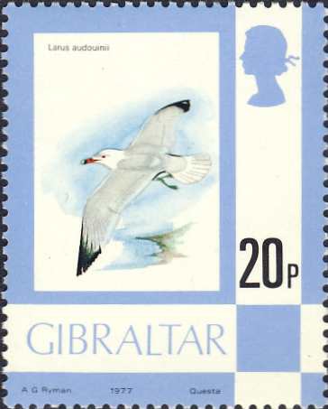 Larus audouinii