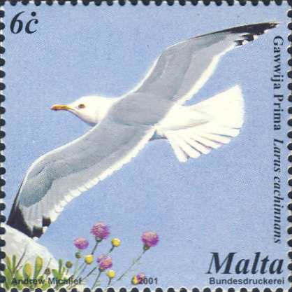 Larus cachinnans Larus cachinnans